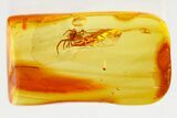 Detailed Fossil Spider (Araneae) In Baltic Amber #367502-1